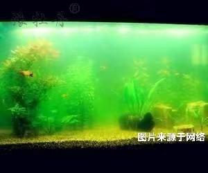 魚缸可以用活性炭來凈化嗎？